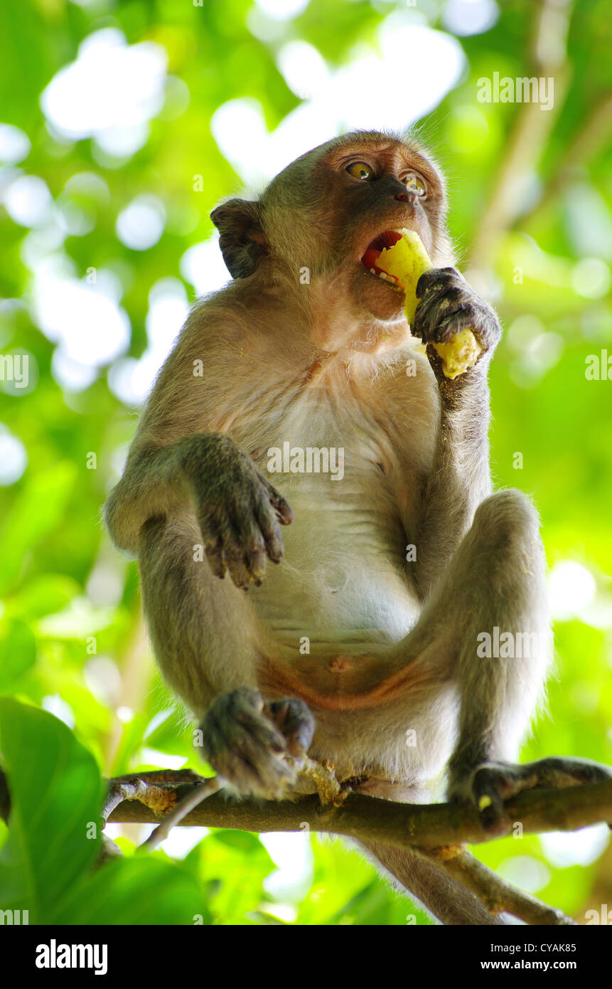 Monkey sitting on the tree Stock Photo