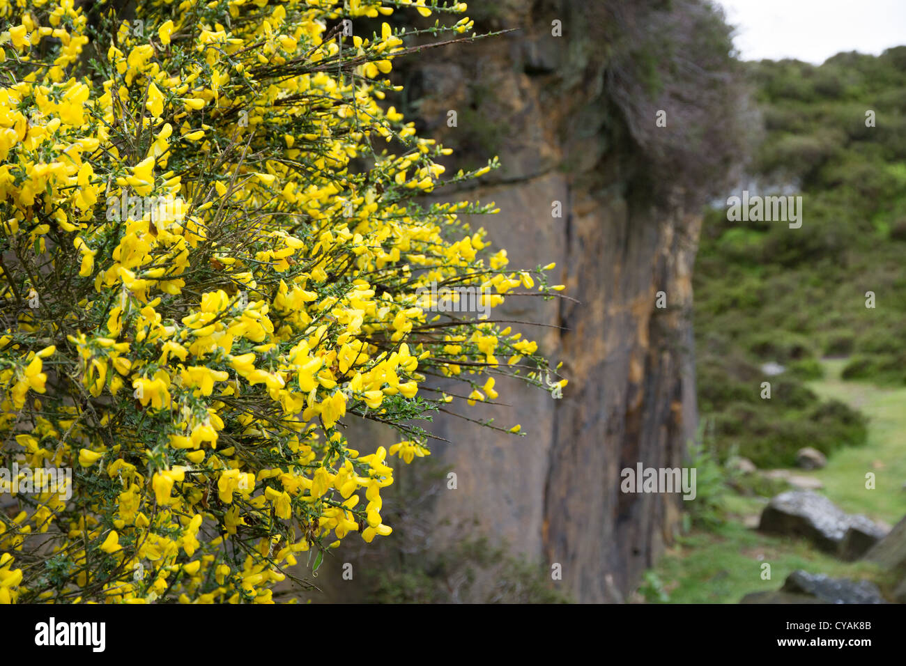 Flowering gorse bush in Stanton Moor, Peak District National Park, UK Stock Photo