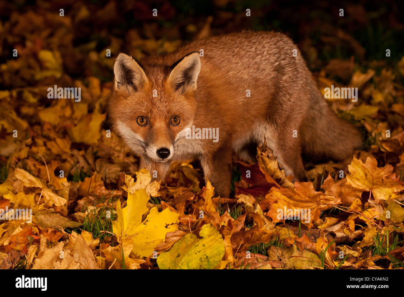 Autumn fox Stock Photo