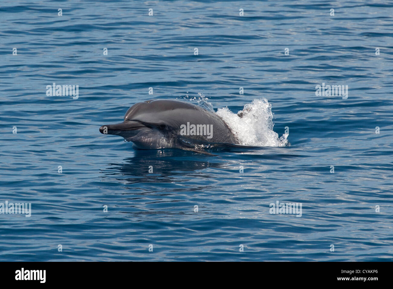 Hawaiian/Grays Spinner Dolphin, Stenella longirostris, porpoising, Maldives, Indian Ocean. Stock Photo