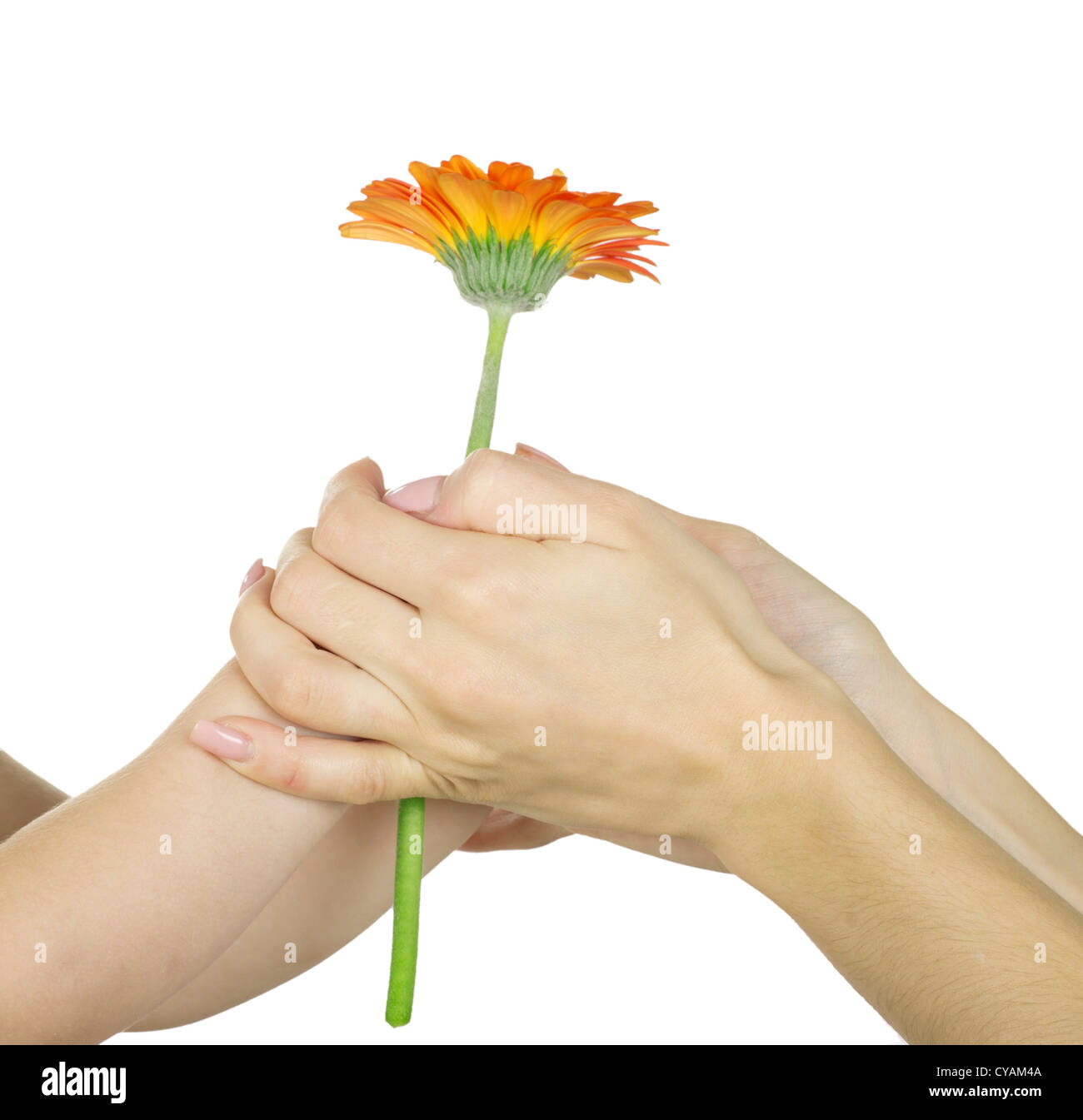 baby hand holding red gerber daisy isolated on white Stock Photo - Alamy