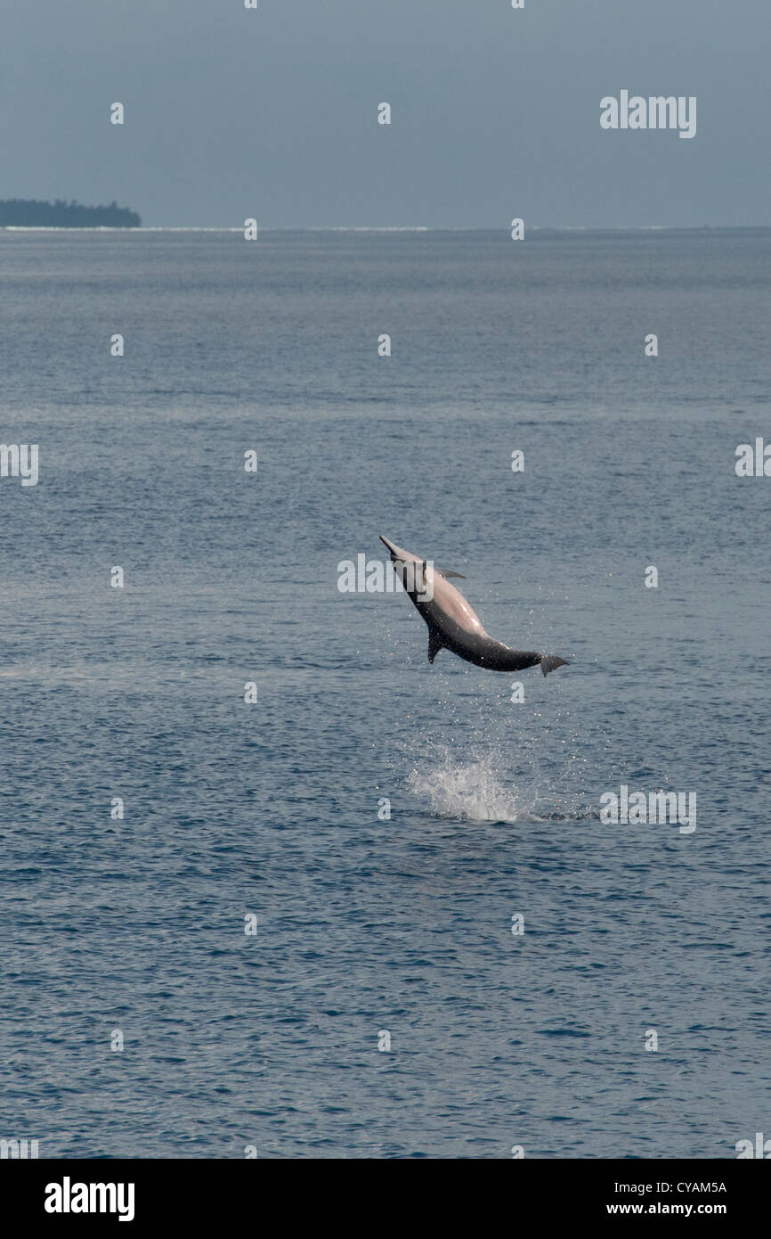 Hawaiian/Grays Spinner Dolphin, Stenella longirostris, spinning in front of island, Maldives, Indian Ocean. Stock Photo