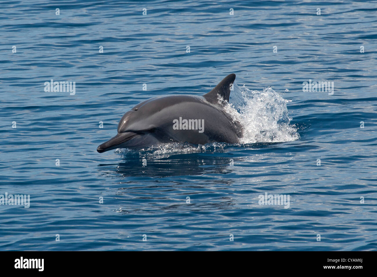 Hawaiian/Grays Spinner Dolphin, Stenella longirostris, porpoising, Maldives, Indian Ocean. Stock Photo