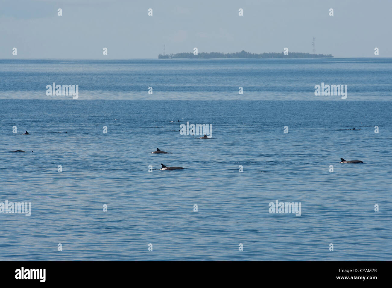 Hawaiian/Grays Spinner Dolphin, Stenella longirostris, group surfacing in front of island. Maldives, Indian Ocean. Stock Photo