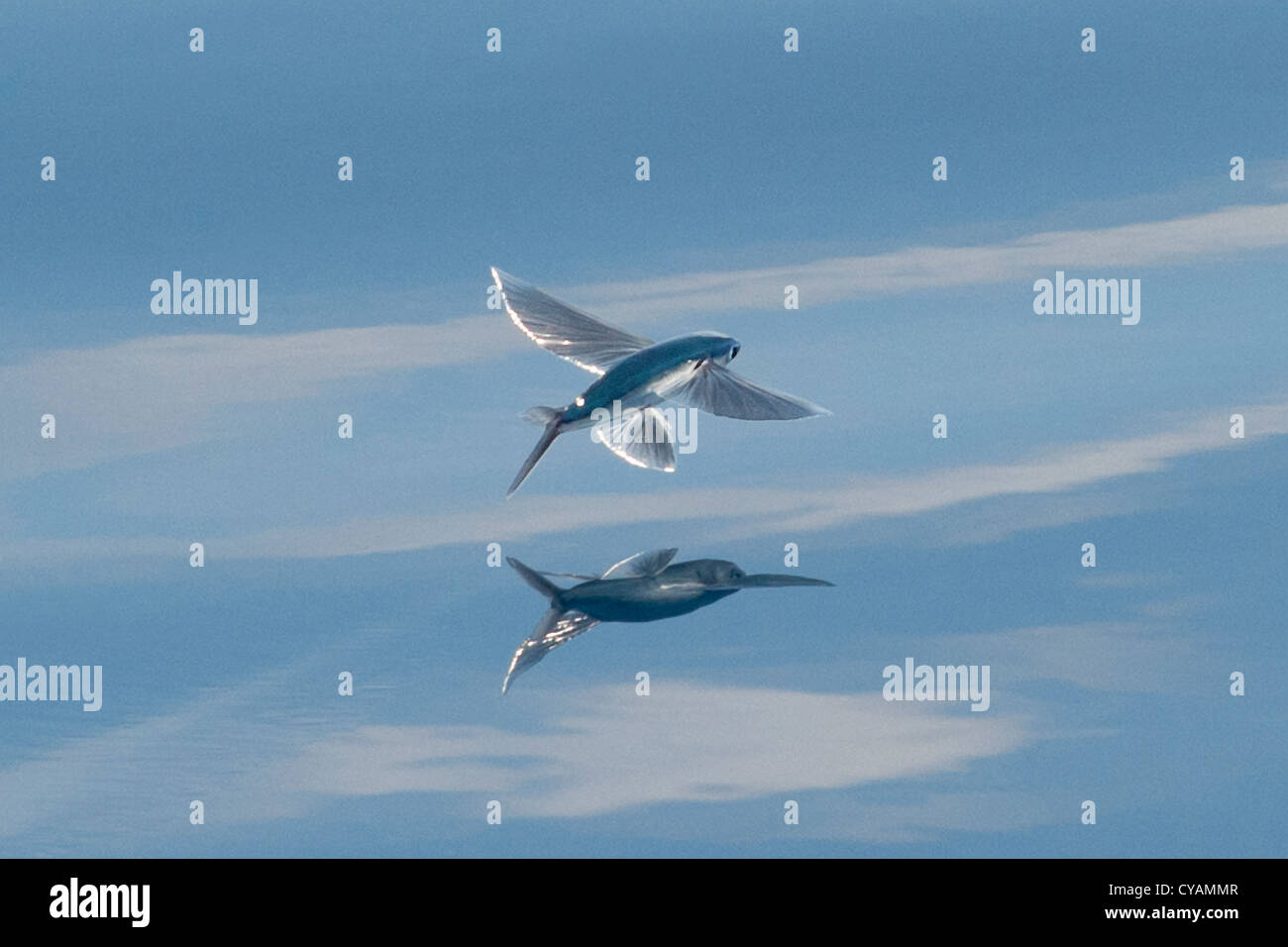 The flying fish hi-res stock photography and images - Alamy