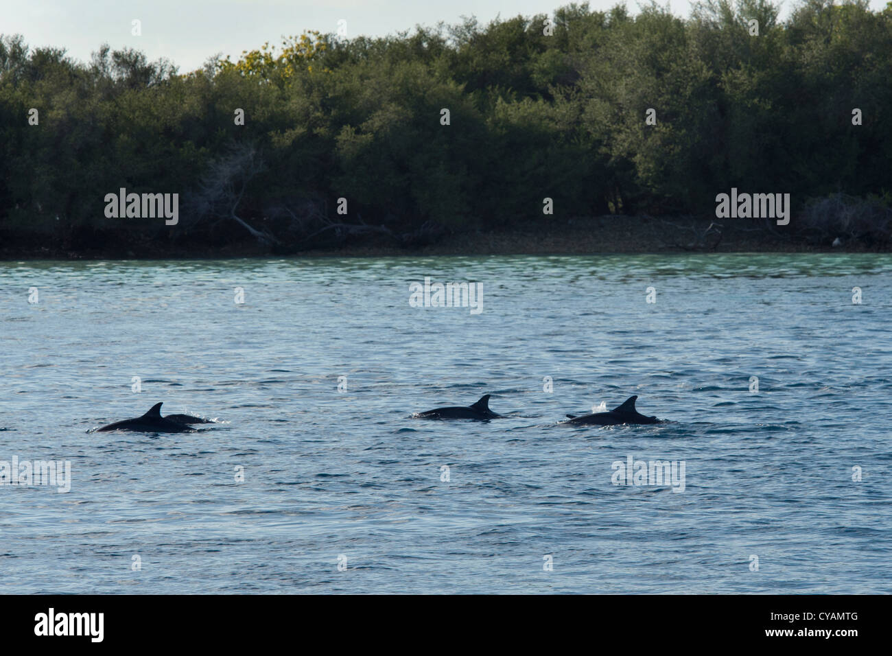 Hawaiian/Grays Spinner Dolphin, Stenella longirostris, group surfacing in front of island. Maldives, Indian Ocean. Stock Photo
