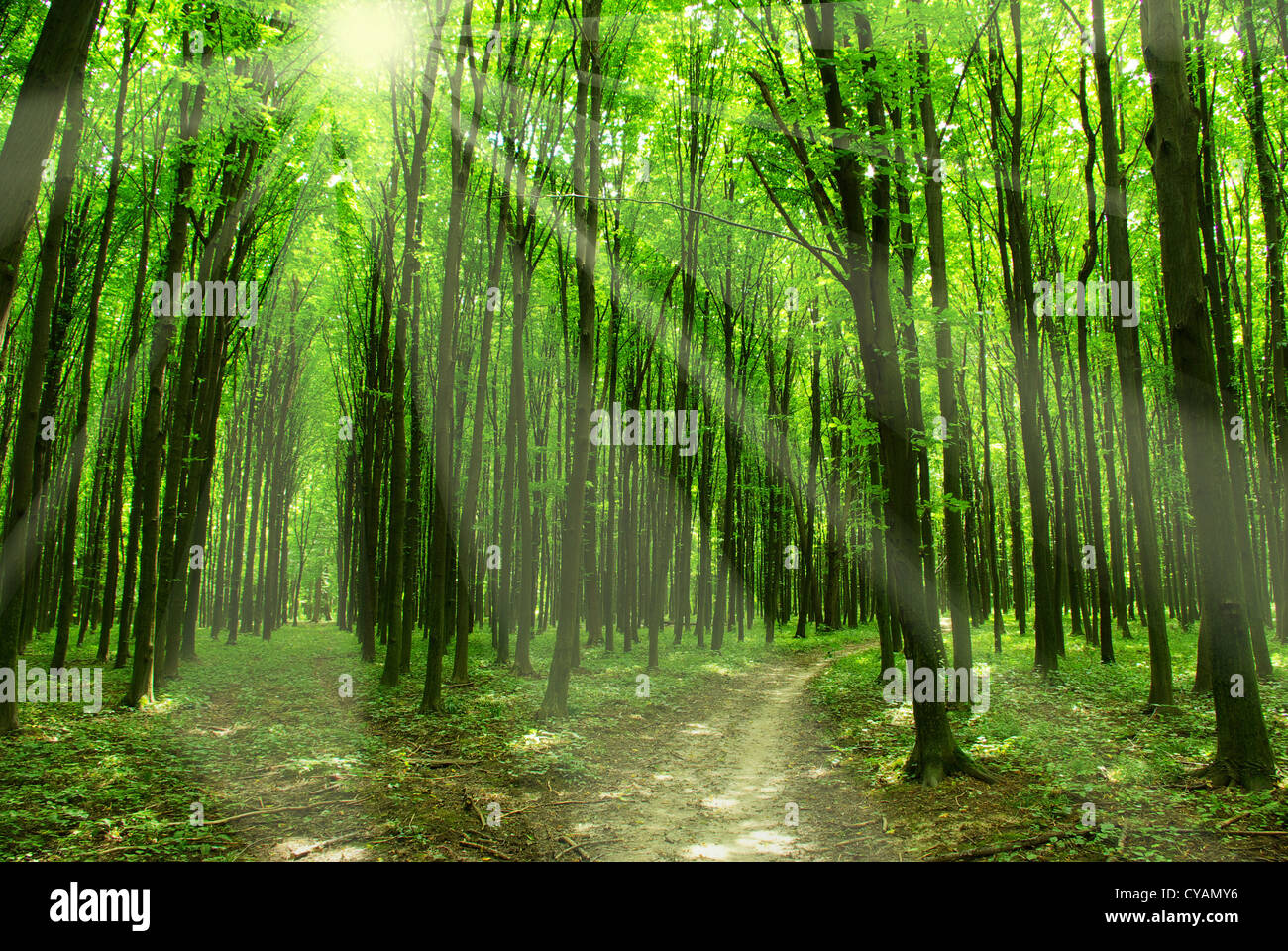 a path is in the green forest Stock Photo - Alamy