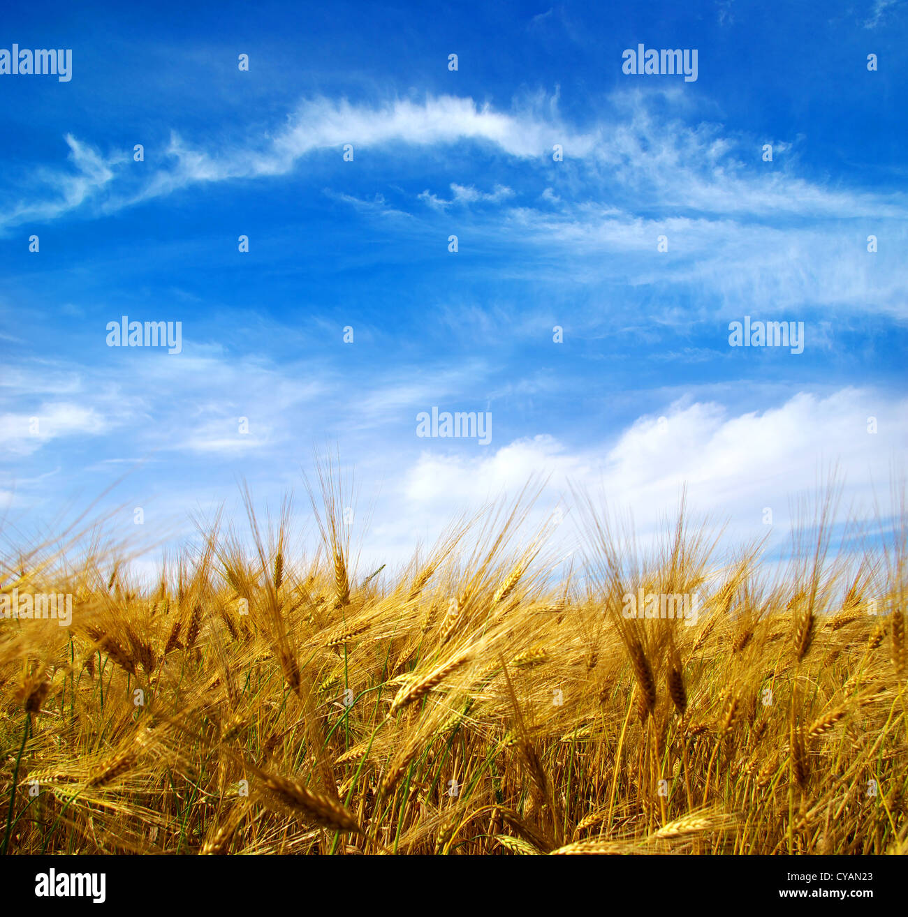 Wheat ears against the blue sky Stock Photo - Alamy