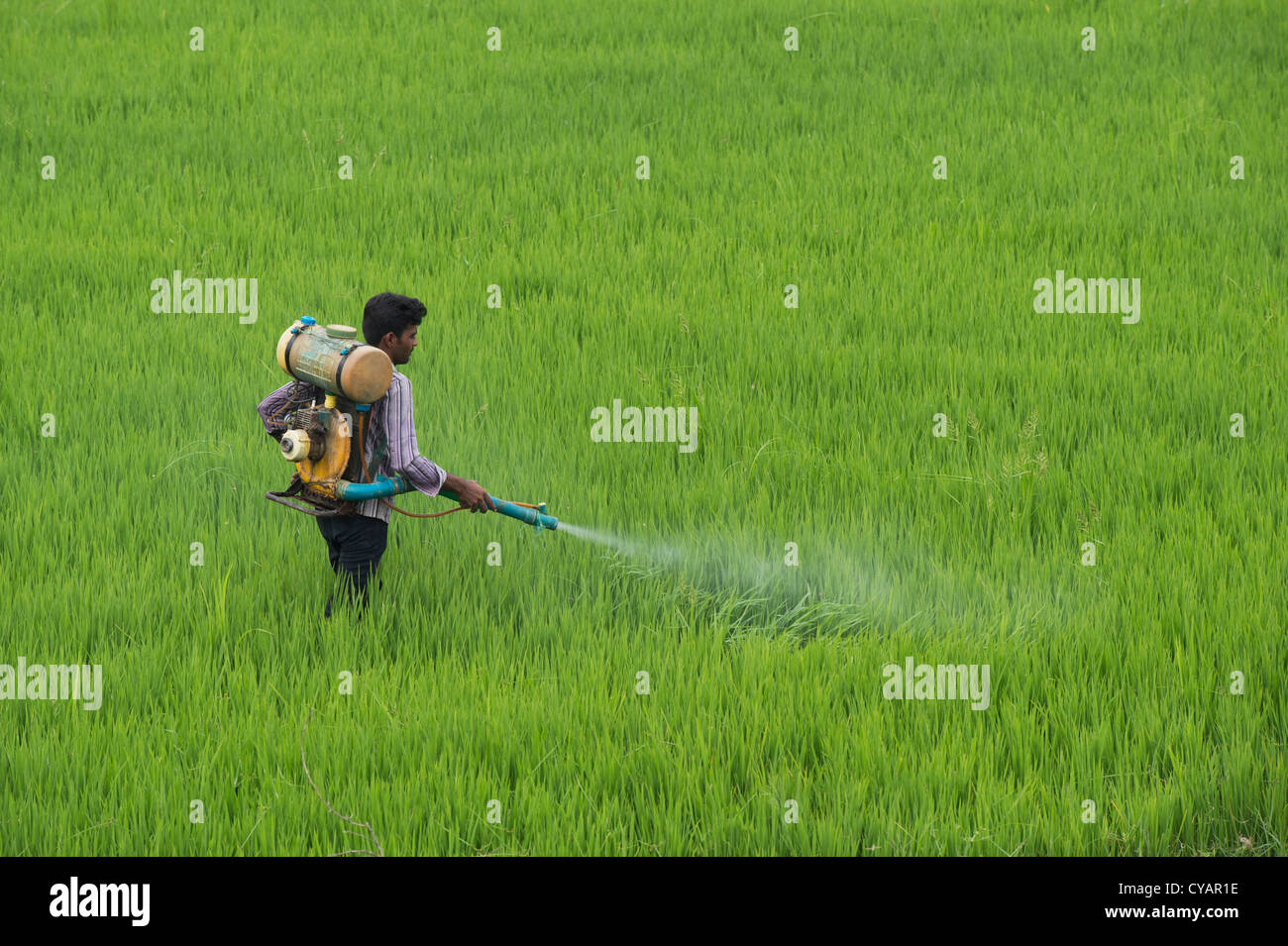 Indian man spraying a rice crop with pesticide. Andhra Pradesh, India Stock Photo