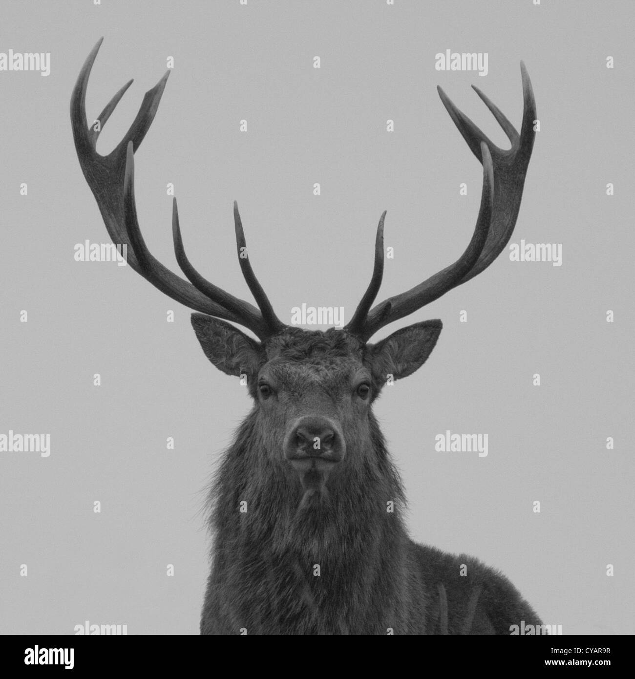 Red deer Black and White Stock Photos & Images Alamy