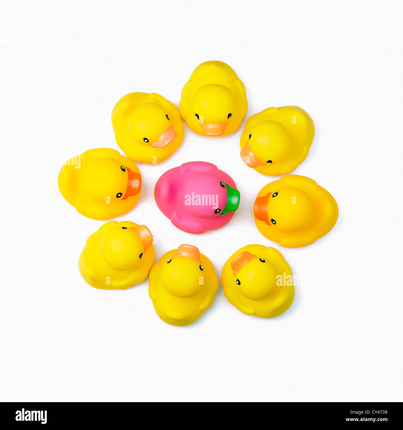 Circle of yellow toy ducks with pink toy duck in the middle isolated on ...