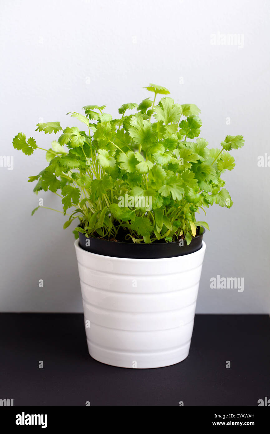 Coriander or cilantro herb in flower pot Stock Photo