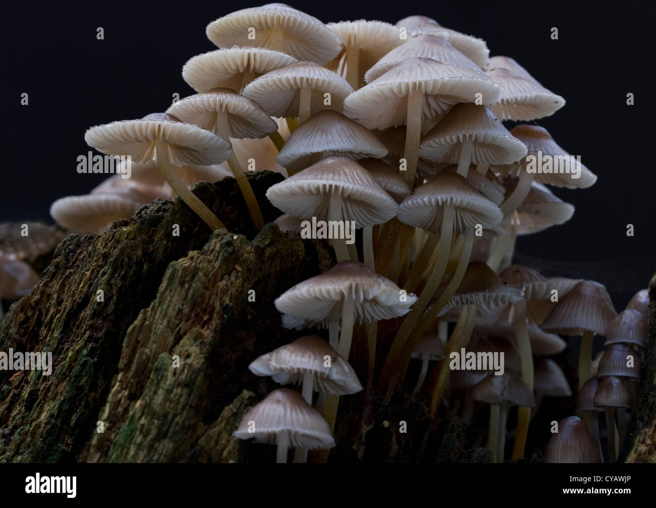 A collection of Common Bonnet Toadstools Stock Photo