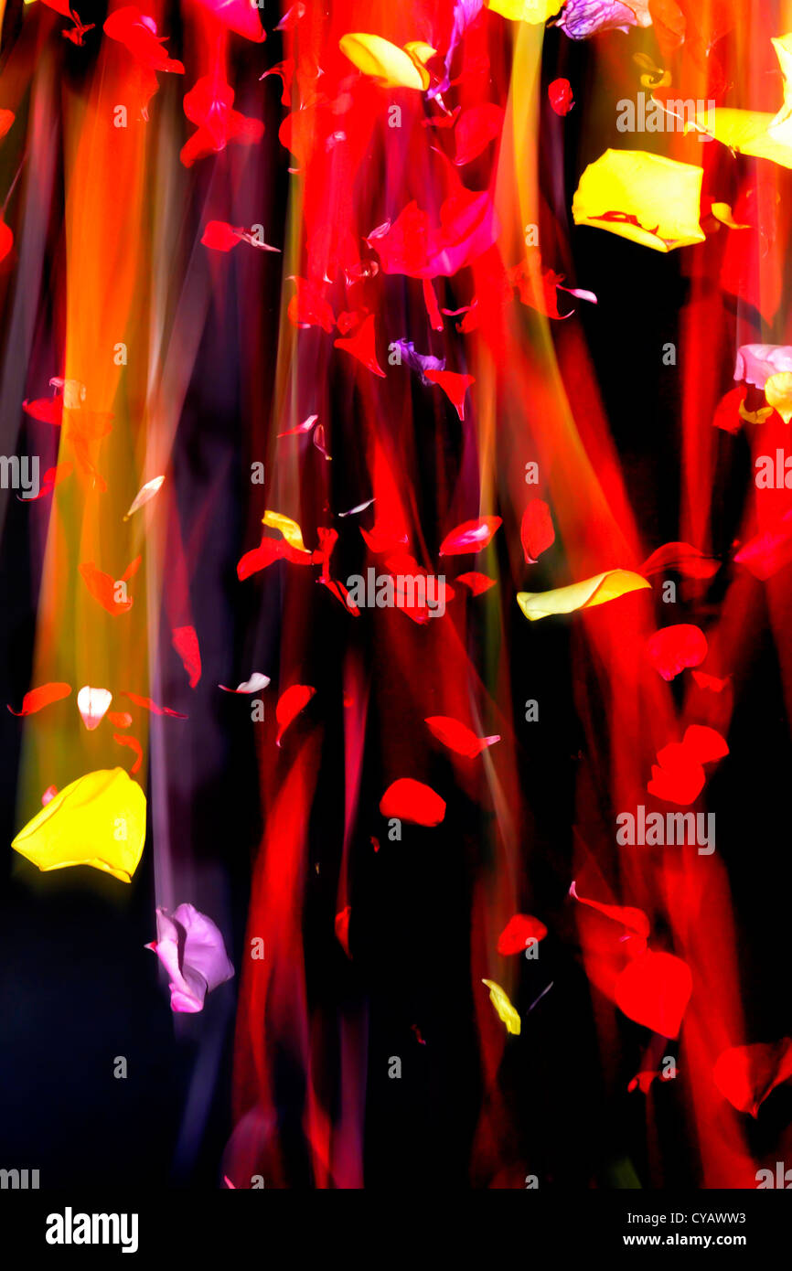 Falling flower petals Stock Photo Alamy