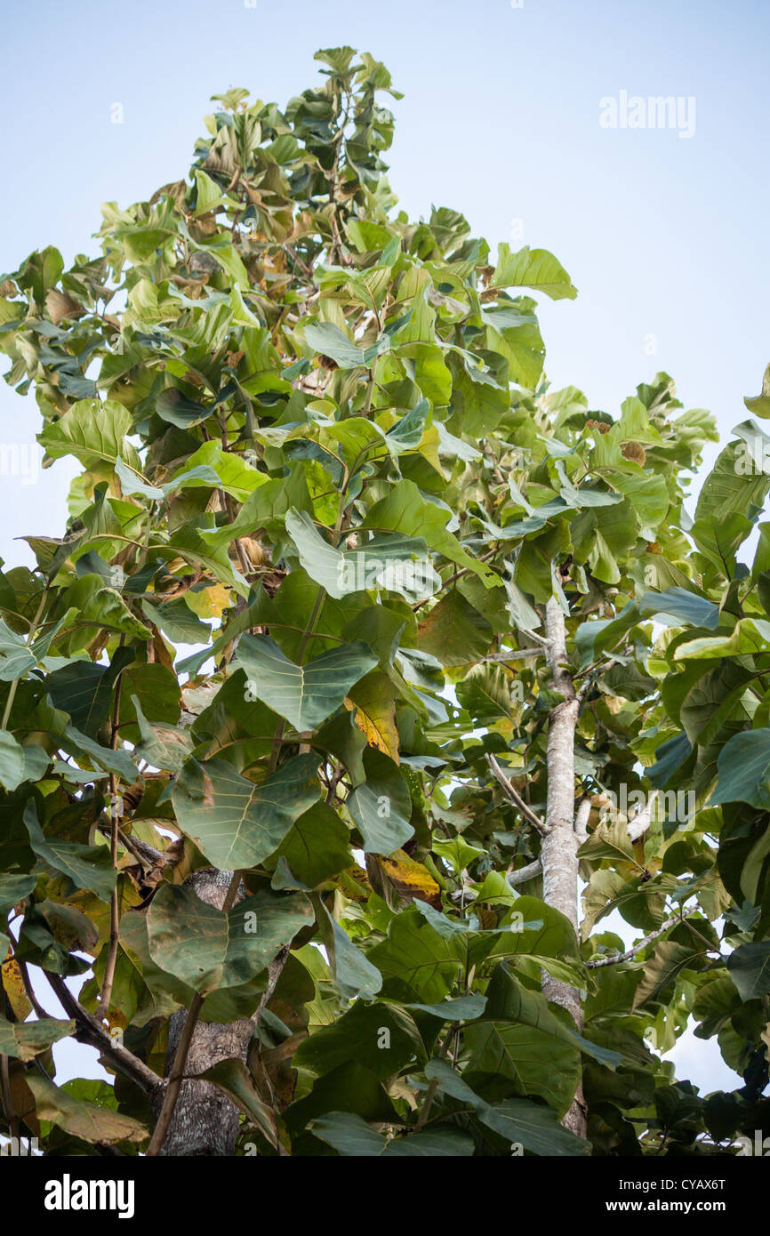 Tall teak trees on top Stock Photo Alamy