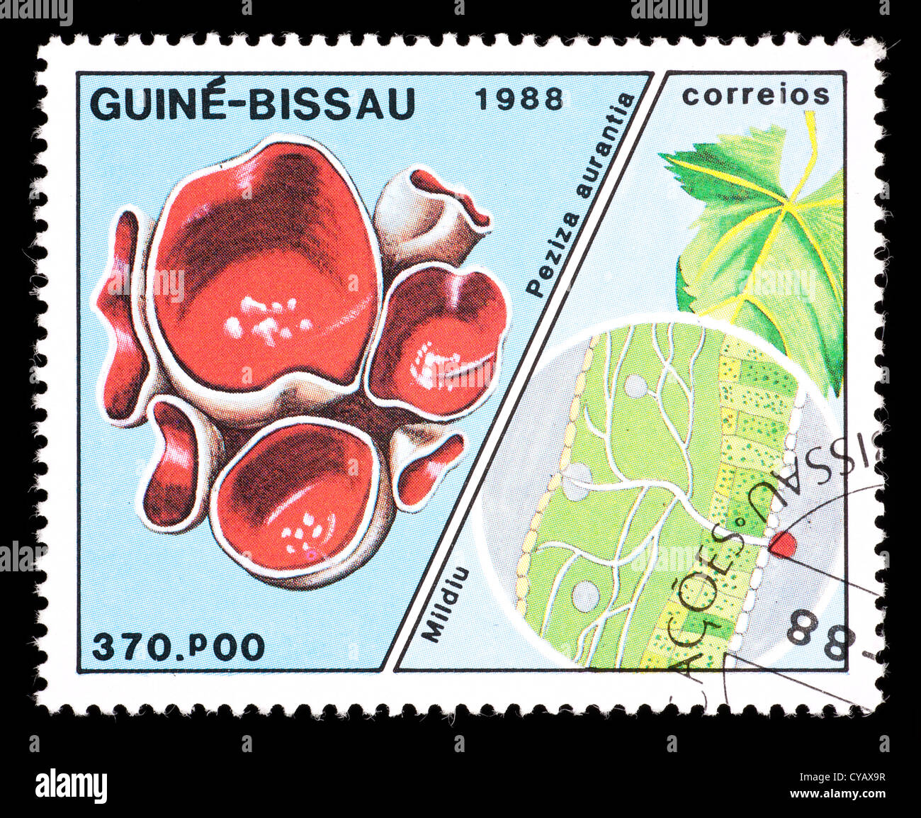 Postage stamp from Guinea-Bissau depicting a scarlet elf cup (Peziza aurentia) Stock Photo