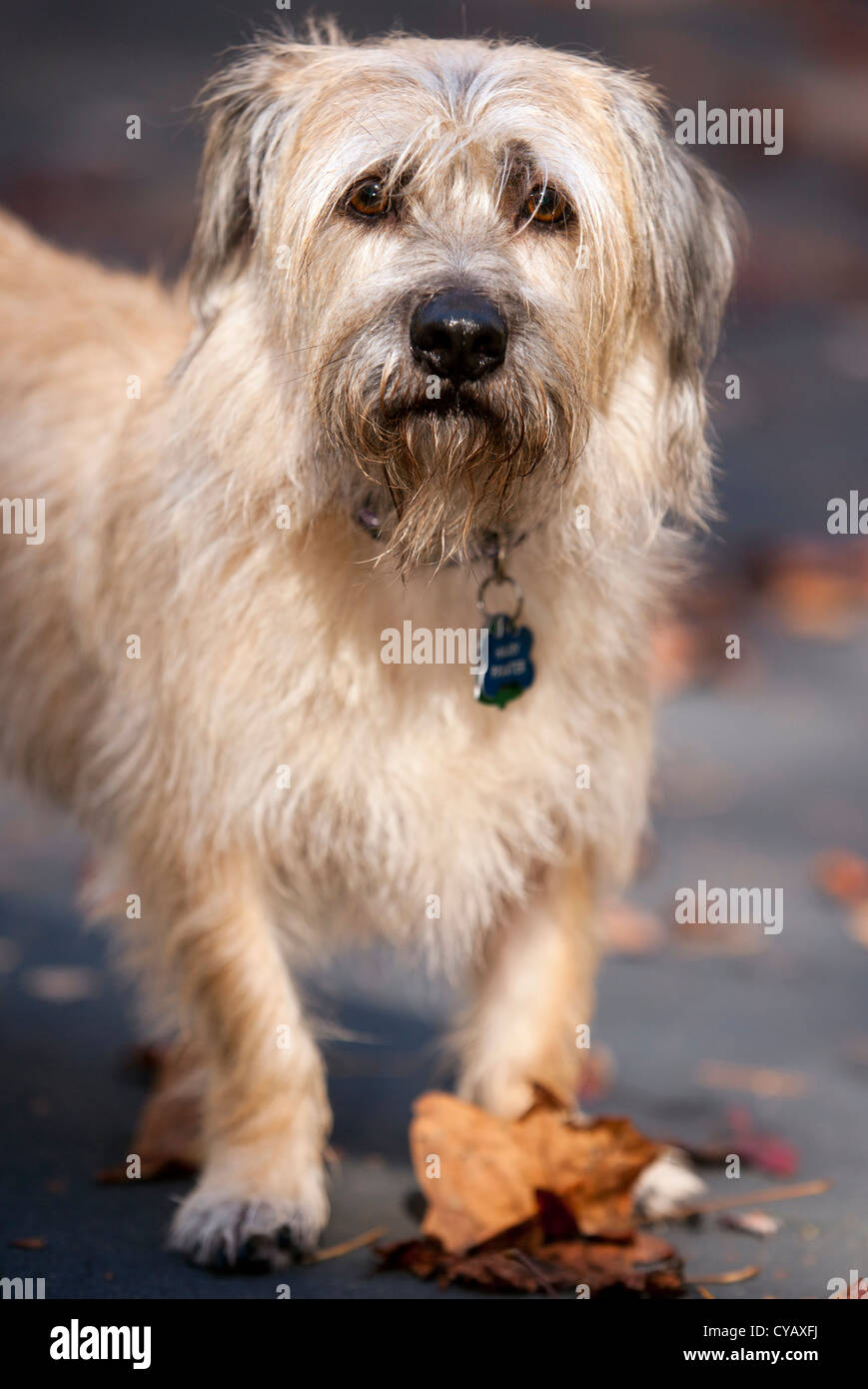 Dog Portrait - Brevard, North Carolina USA Stock Photo