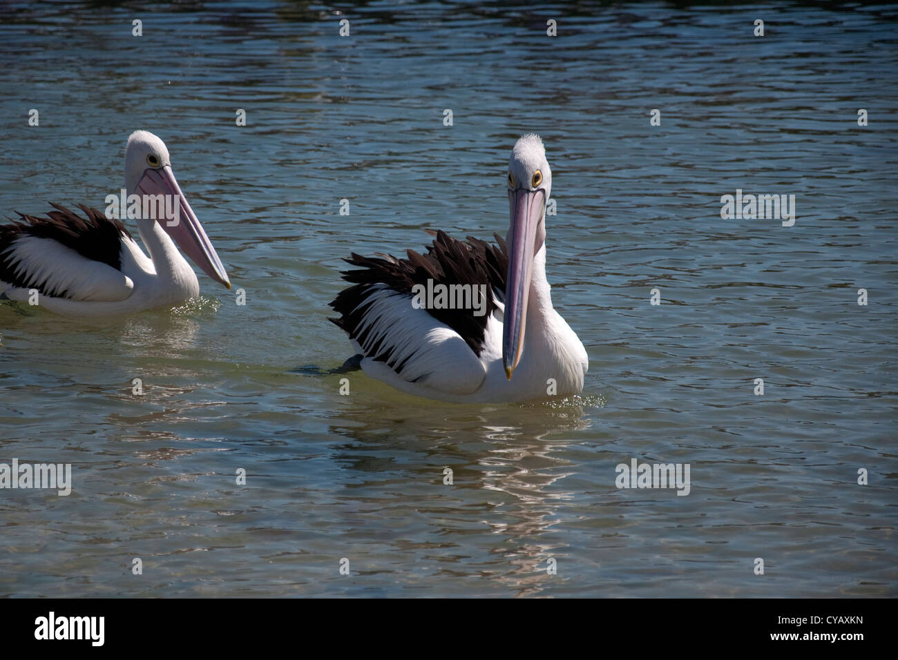 a pair of pelicans swimming in Philip Island australia Stock Photo