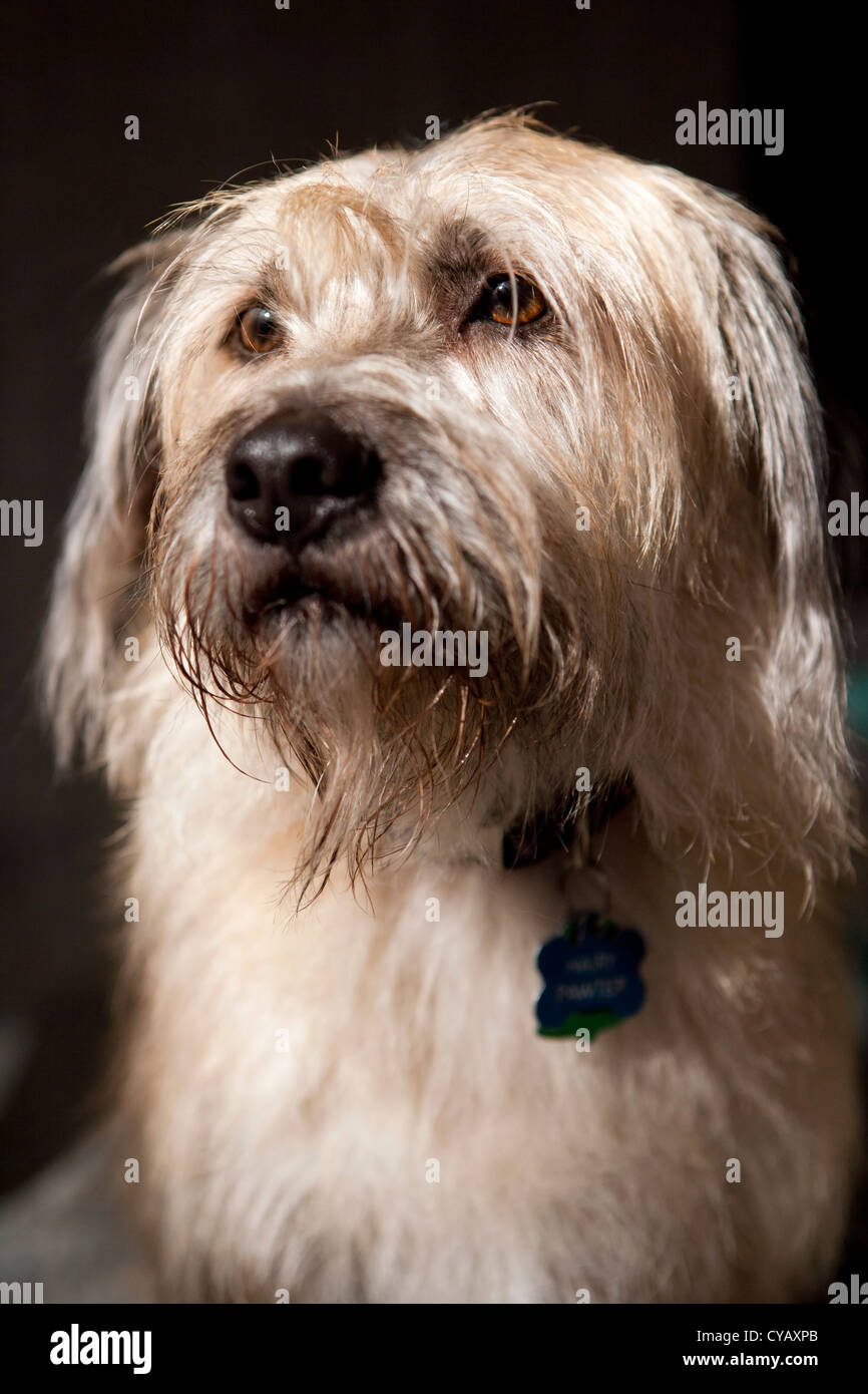 Dog Portrait - Brevard, North Carolina USA Stock Photo