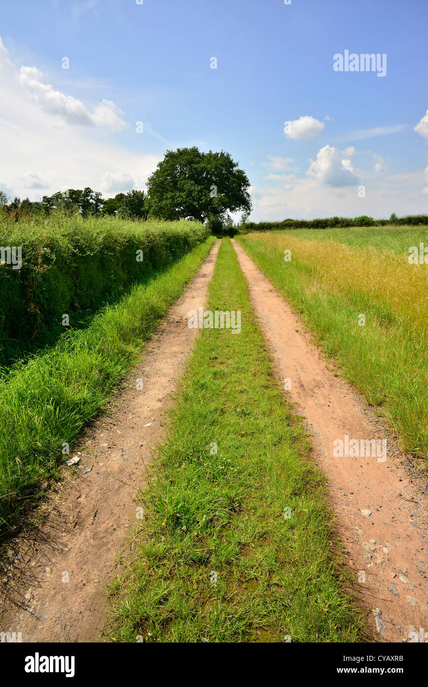 countryside with flowers Stock Photo - Alamy