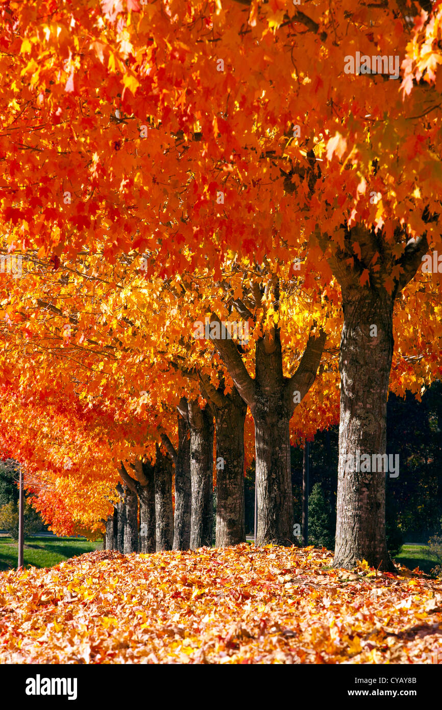 Fall Leaves at the North Carolina Arboretum - Asheville, North Carolina, USA Stock Photo
