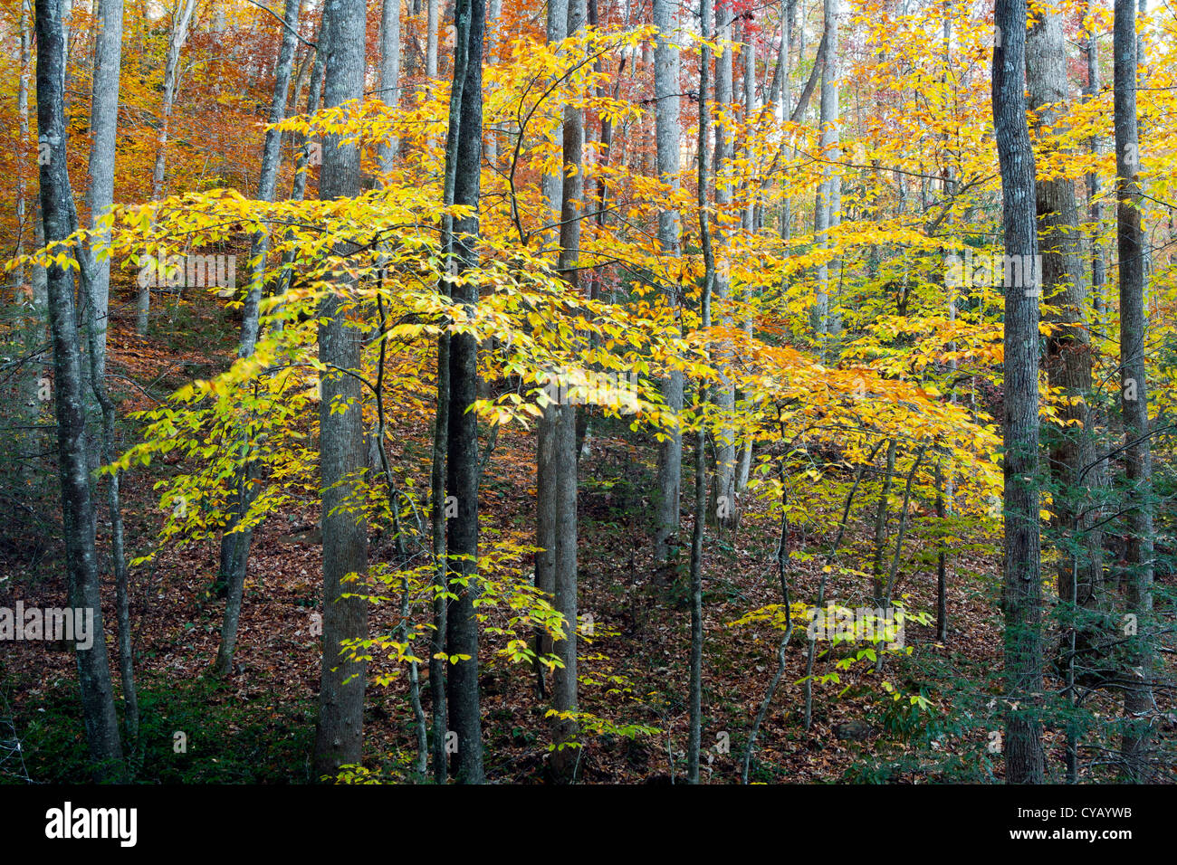 Fall Colors in the Forest Pisgah National Forest near Brevard