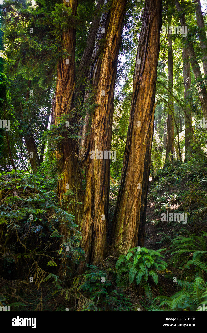 MUIR WOODS NATIONAL MONUMENT (1908) MILL VALLEY MARIN COUNTY CALIFORNIA Stock Photo