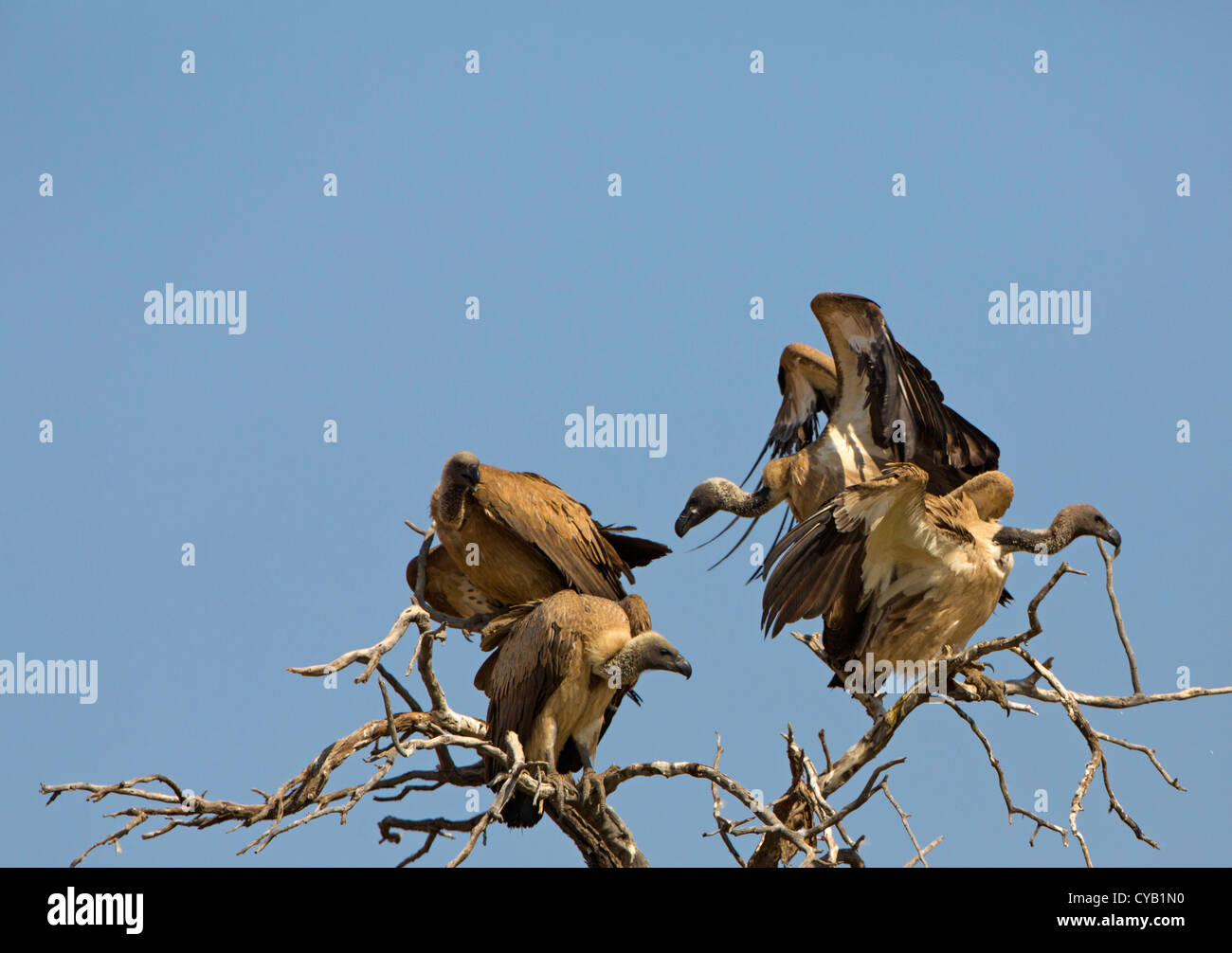 vultures in tree top Stock Photo Alamy