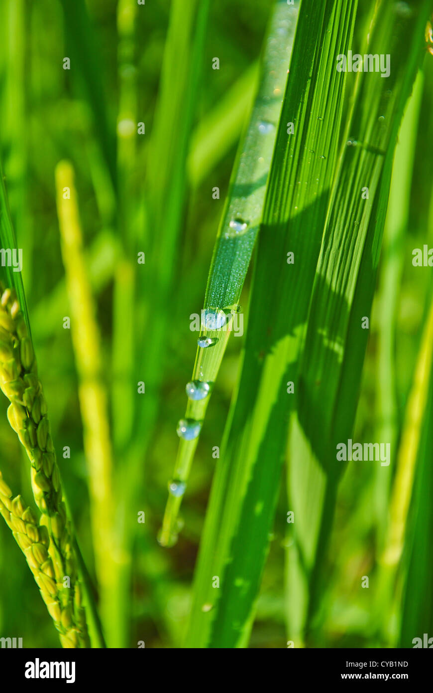 Rice field in farmland food of Asia Stock Photo Biology Diagrams