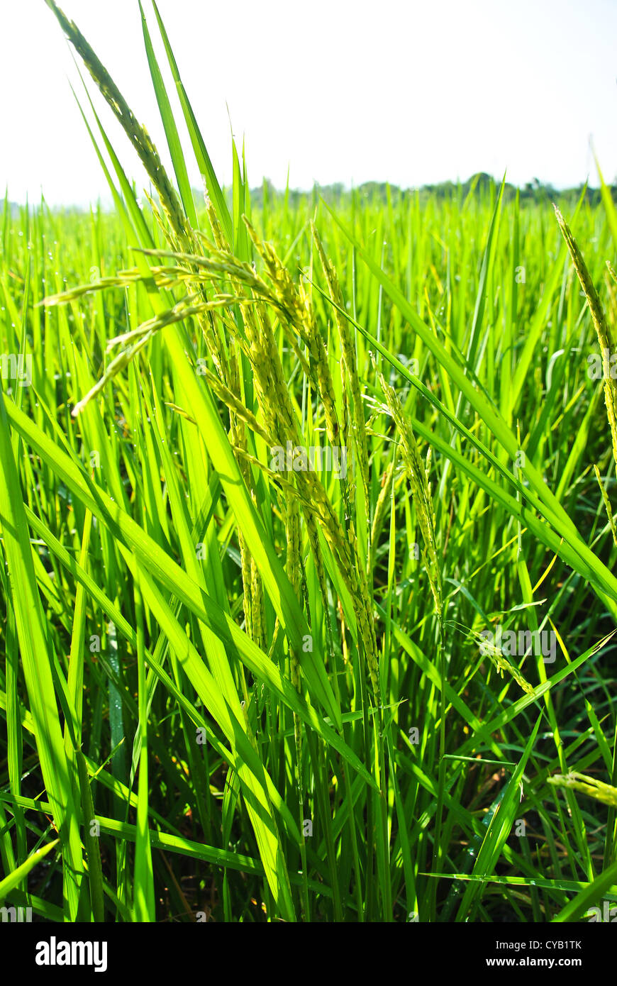 Rice field in farmland food of Asia Stock Photo Biology Diagrams