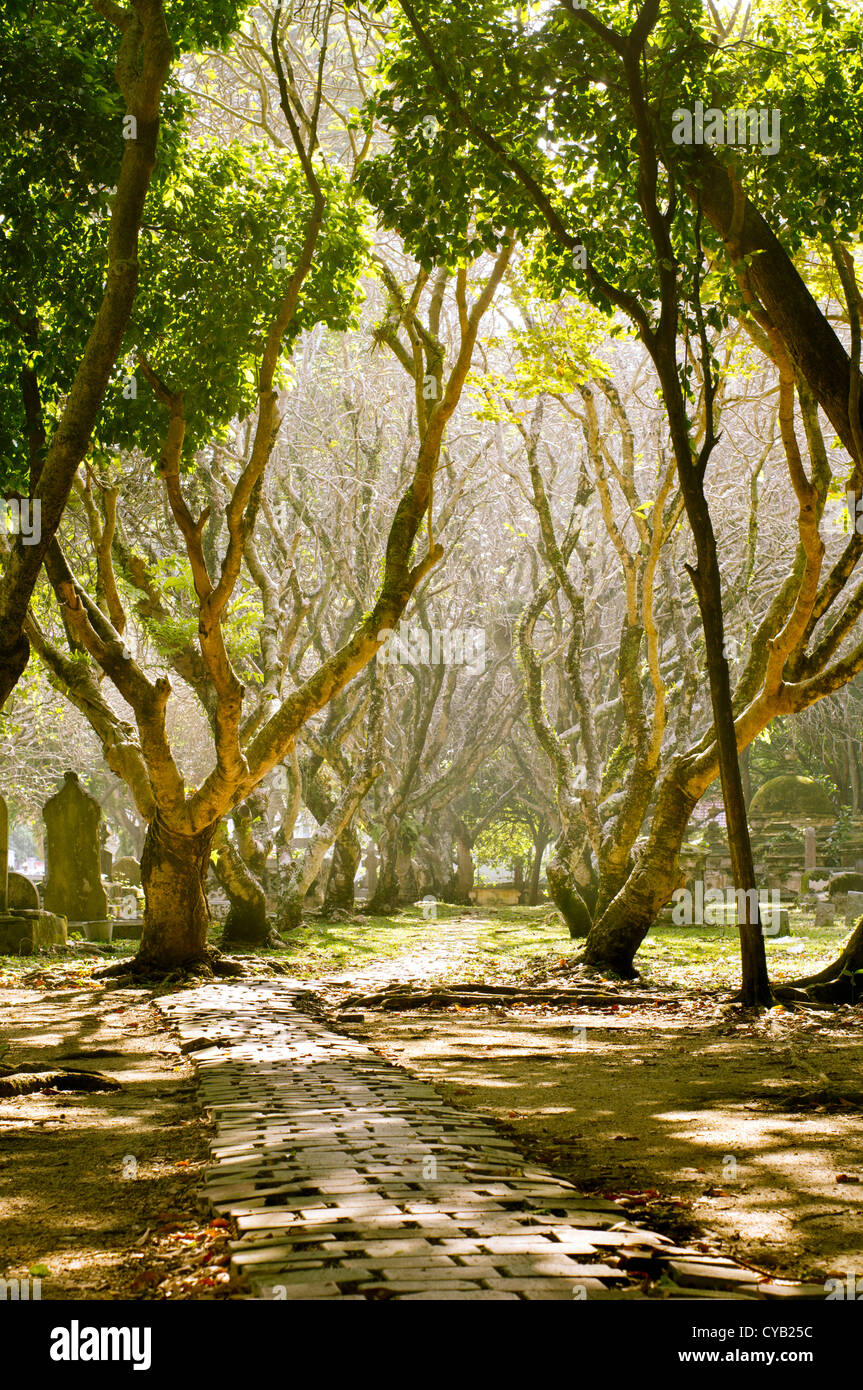 graveyard in day time, sun shines through the tree branches. Stock Photo