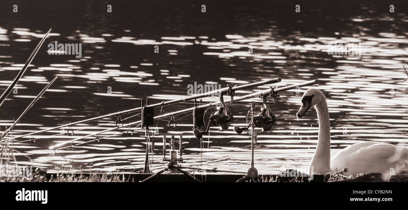 Swan near three fishing rods on lake in England Stock Photo