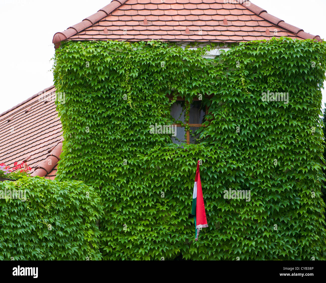 Wall of ivy Stock Photo