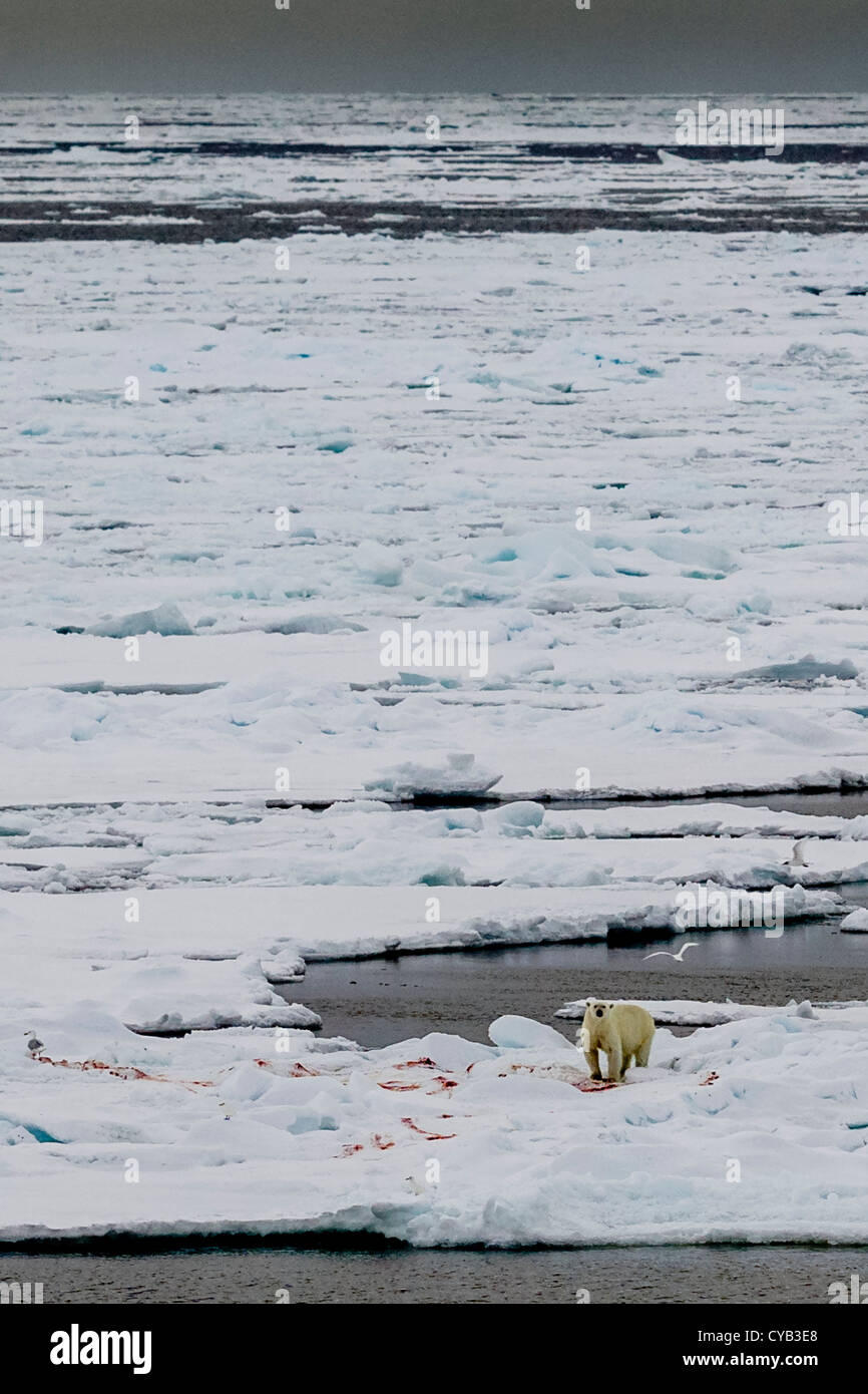 POLAR BEAR ON ICE FLOE AFTER A KILL & IVORY GULLS GREENLAND SEA ARCTIC Stock Photo