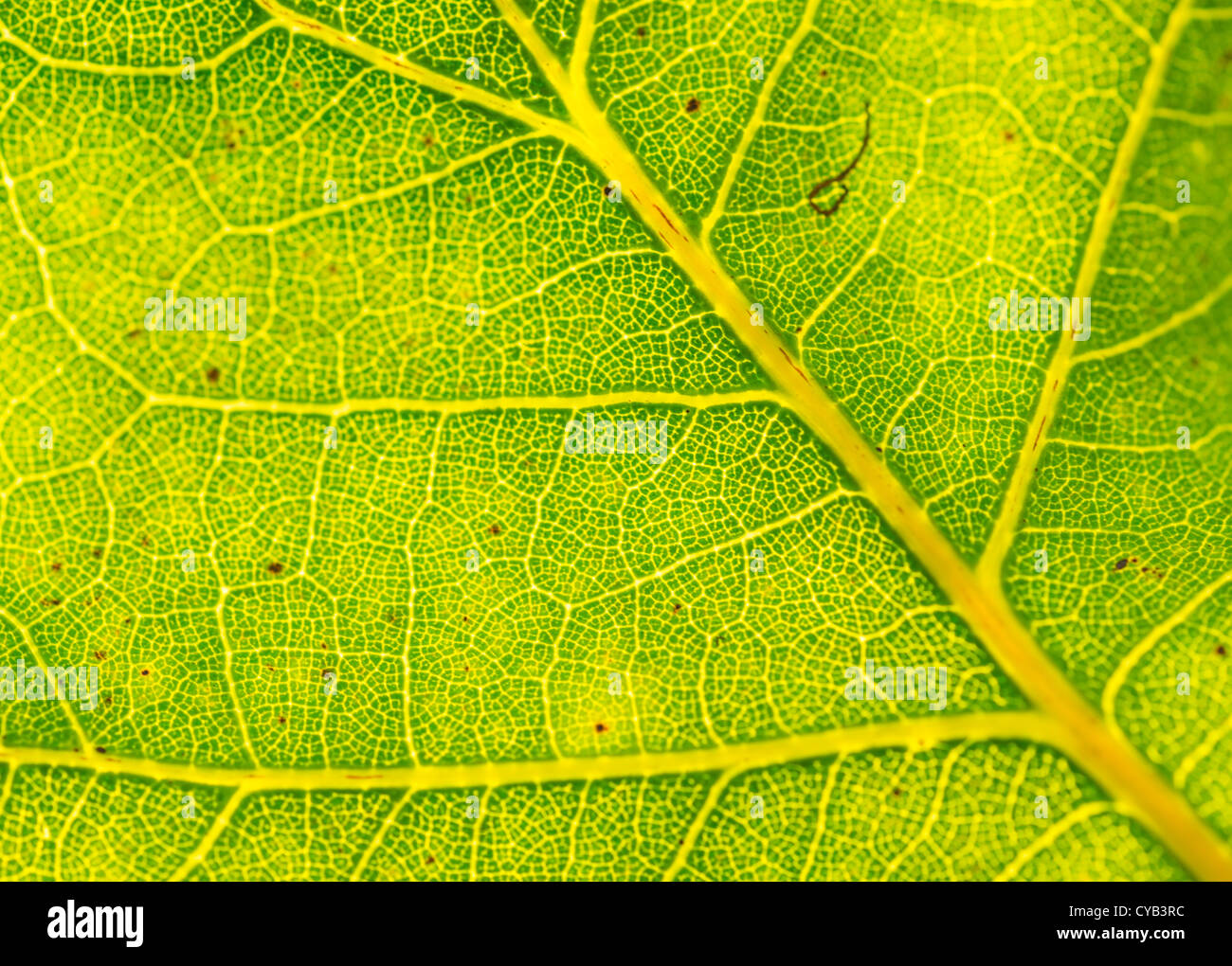 Veins in a green leaf Stock Photo Alamy
