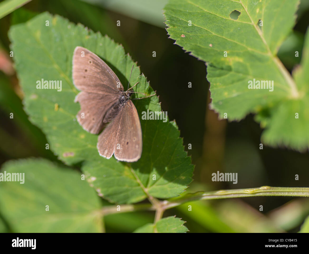 Ringlet butterfly resting on a leaf Stock Photo