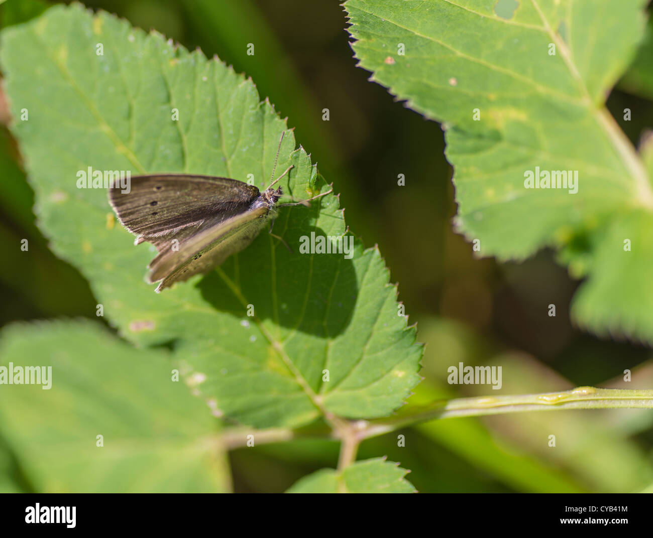 Ringlet butterfly resting on a leaf Stock Photo