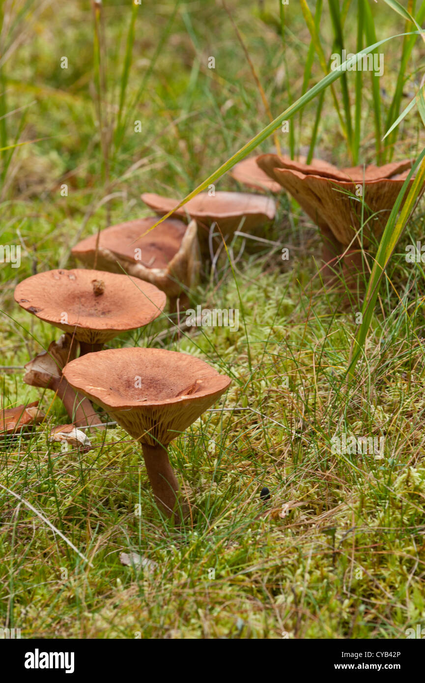 Row of milkcaps growing in the grass in a forest Stock Photo