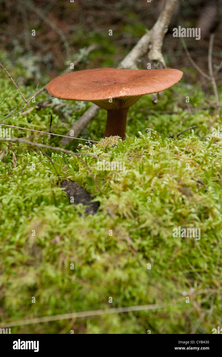 One single milkcap growing in the forest surrounded by moss Stock Photo