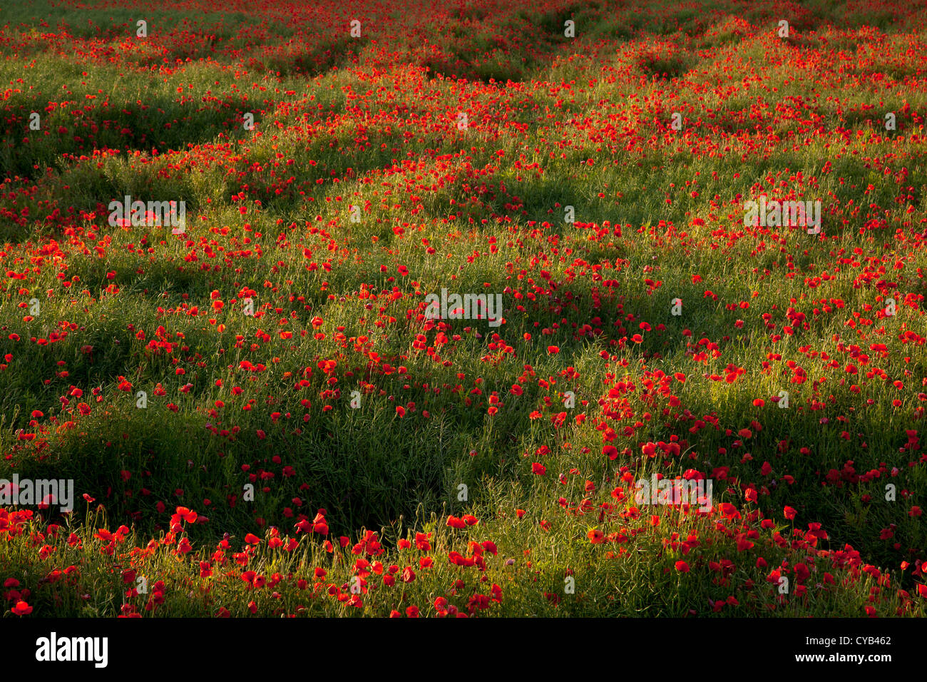 Poppy remembrance flower field hi-res stock photography and images - Alamy