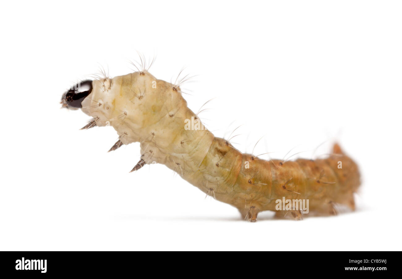 Silkworm larvae caterpillar, Bombyx mori, against white background Stock Photo