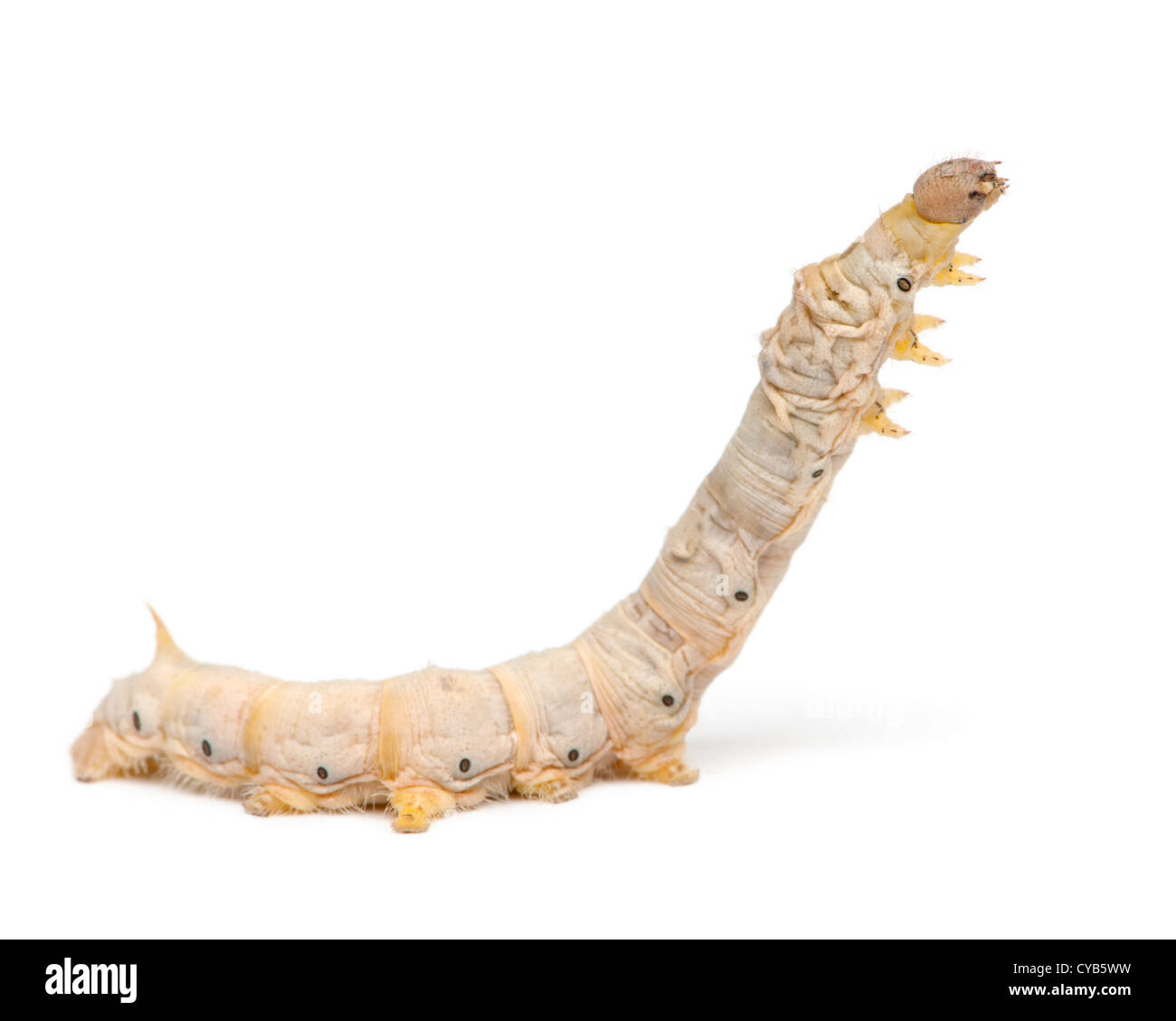 Silkworm larvae caterpillar, Bombyx mori, against white background Stock Photo
