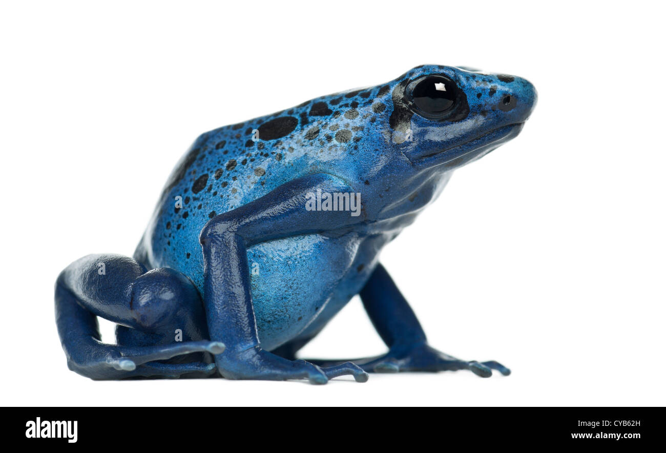Blue and Black Poison Dart Frog, Dendrobates azureus, against white background Stock Photo