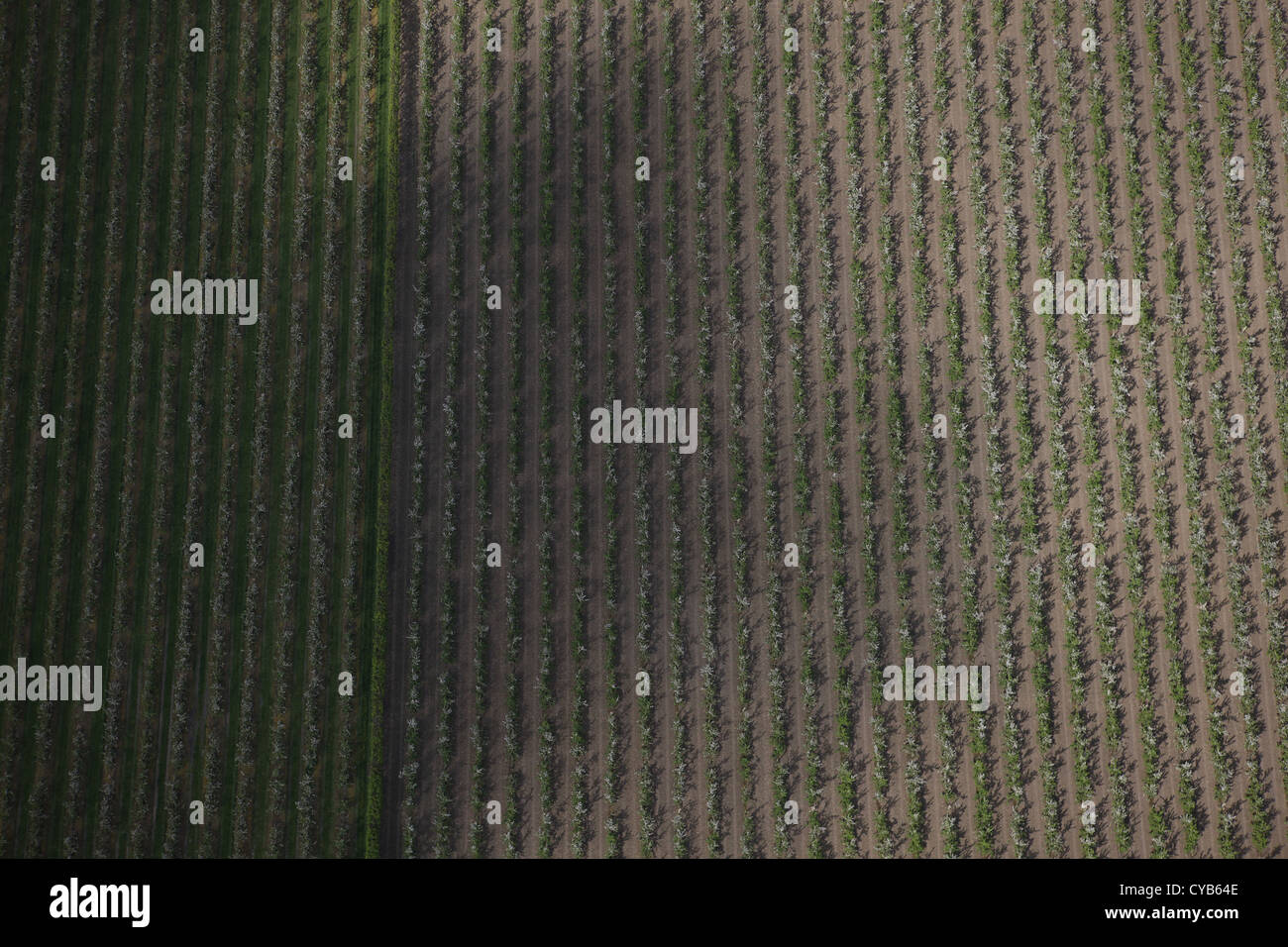 Aerial view of apple orchard in Kent Stock Photo