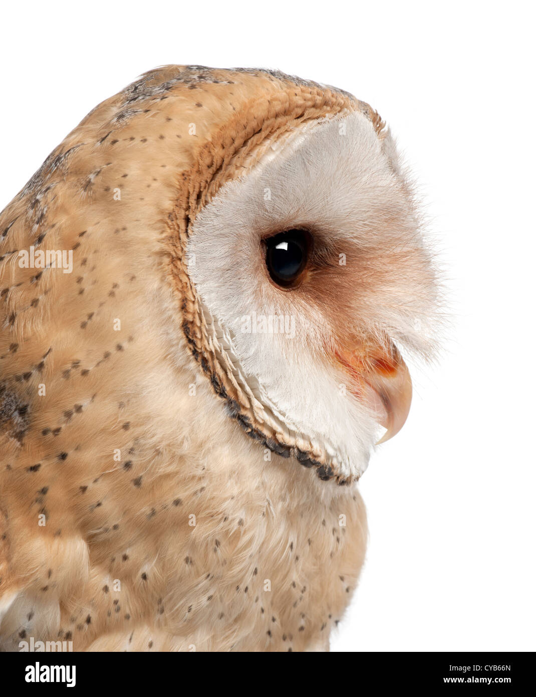 Close up of Barn Owl, Tyto alba, 4 months old, against white background Stock Photo