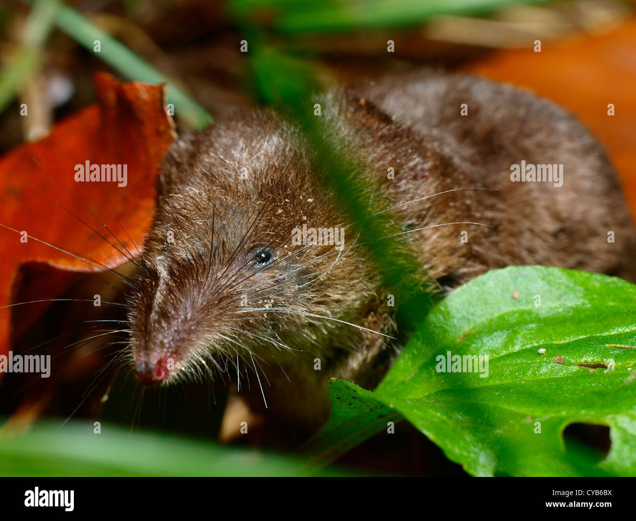 Portrait of Eurasian common shrew Stock Photo Alamy