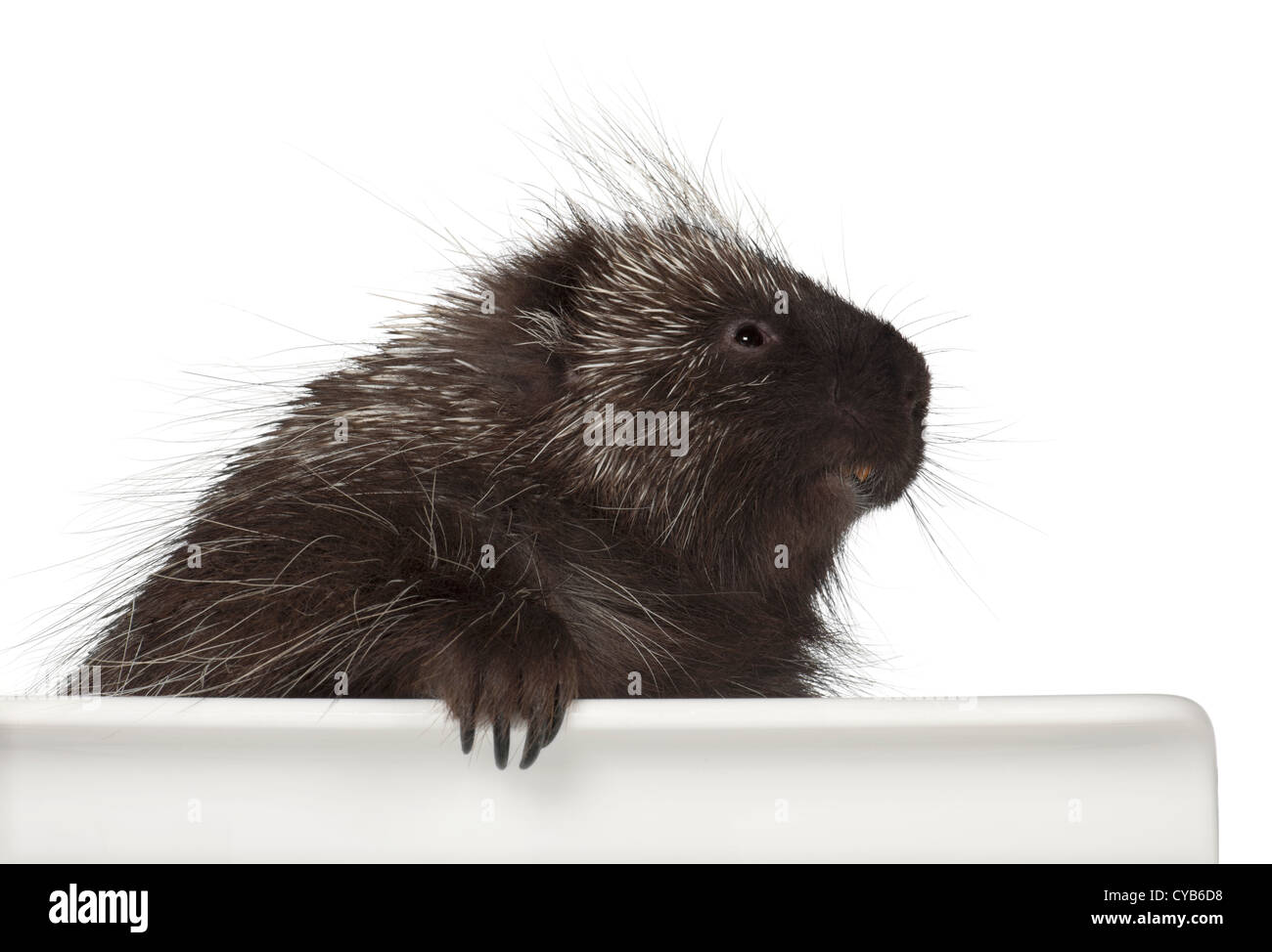 North American Porcupine, Erethizon dorsatum, also known as Canadian Porcupine or Common Porcupine against white background Stock Photo