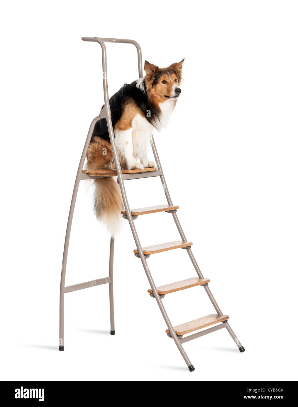 Border Collie sitting on a ladder against white background Stock Photo