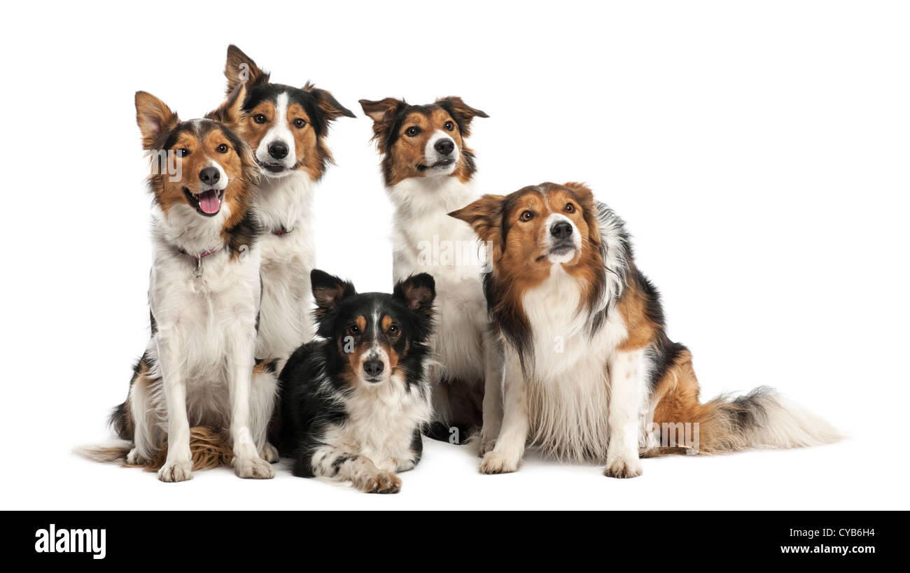 Group of Border Collies in front of white background Stock Photo
