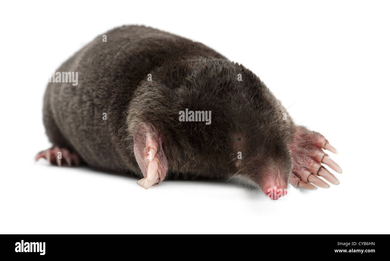 European Mole, Talpa europaea, against white background Stock Photo